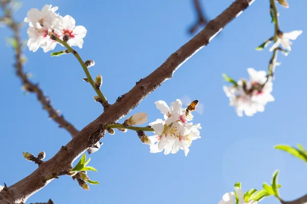 Beautiful almond tree flowers in the spring — Stock Photo, Image