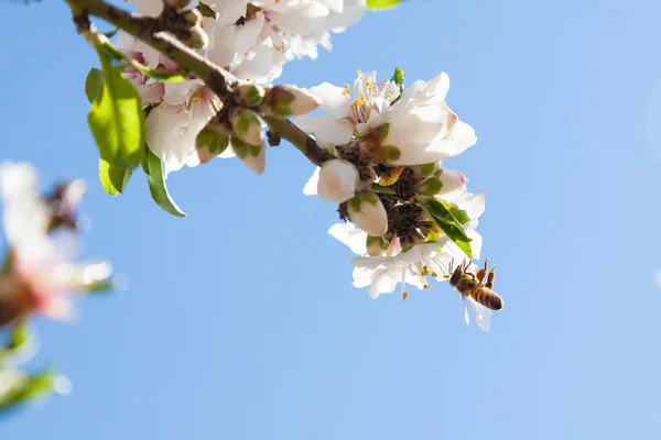 Belles fleurs d'amandier au printemps — Photo