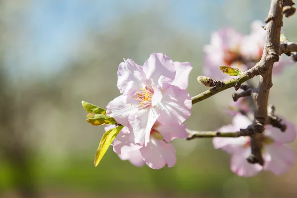 Beautiful almond tree flowers in spring — Stock Photo, Image