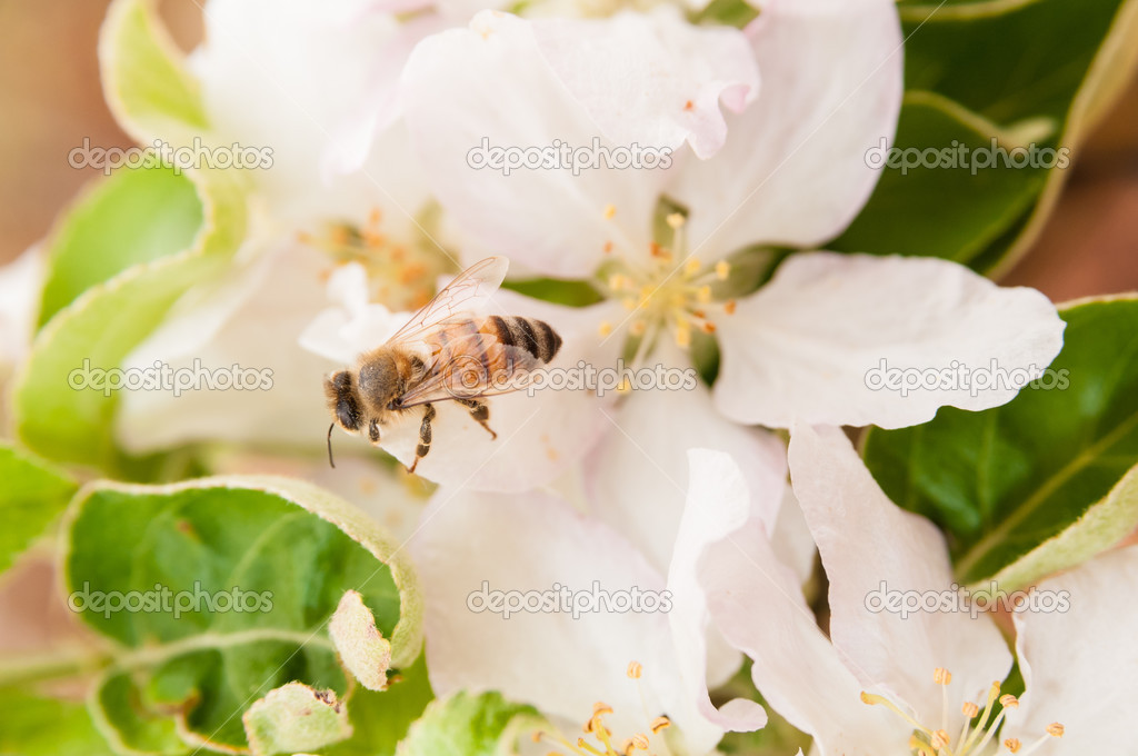 Bee on the spring flowers of apple