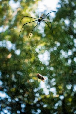 A close up shot of golden orb weaver spider approaching a bee stuck on its web. Nephila pilipes ,northern golden orb weaver or giant golden orb weaver is a species of golden orb-web spider.