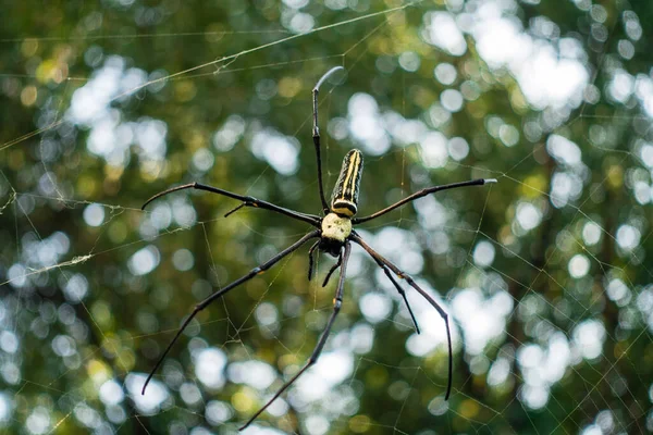 Close Shot Nephila Pilipes Northern Golden Orb Weaver Giant Golden — Stock Photo, Image