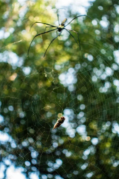 Close Shot Golden Orb Weaver Spider Approaching Bee Stuck Its — Foto de Stock