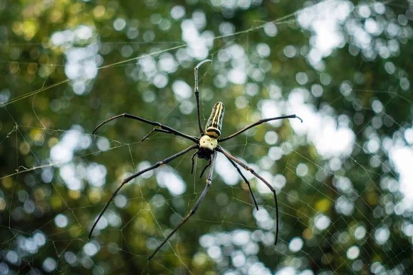 Close Shot Nephila Pilipes Northern Golden Orb Weaver Giant Golden — Stock Fotó