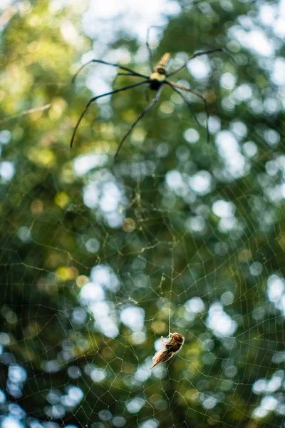 거미가 거미줄에 벌에게 접근하는 모습을 가까이 것이다 Nephila Pilipes North — 스톡 사진