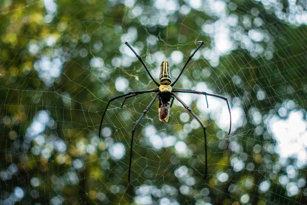 Close Shot Golden Orb Weaver Spider Eating Bee Stuck Its — Foto de Stock