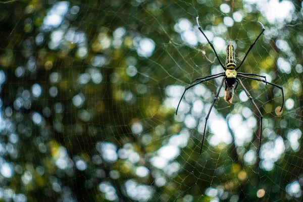 Close Shot Golden Orb Weaver Spider Eating Bee Stuck Its — Photo