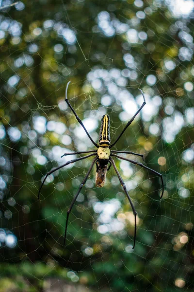 거미가 거미줄에 모습을 가까이 것이다 Nephila Pilipes North Golden Orb — 스톡 사진