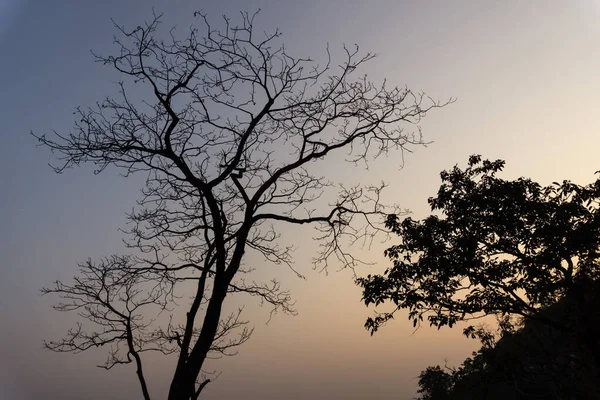 Silueta Árbol Sin Hojas Cima Una Colina Rodeada Montañas — Foto de Stock