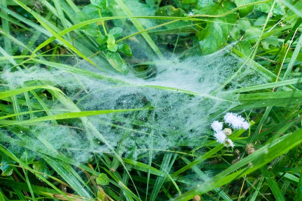 Gros Plan Toile Araignée Dense Répandant Sur Herbe Dans Forêt — Photo