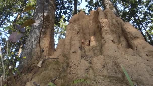 Close Uma Grande Colina Formigas Cupins Floresta Ninho Montado Que — Vídeo de Stock