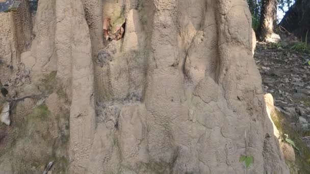 森林中大蚂蚁山或白蚁山的特写镜头 蚂蚁用泥土或沙子筑成的筑巢叫做蚁丘 你可以称之为由白蚁建造的类似的丘陵 — 图库视频影像