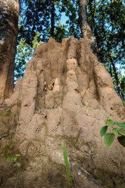 Ormandaki büyük bir karınca tepesinin ya da termit tepesinin yakın çekimi. Karıncaların topraktan veya kumdan inşa ettiği yuvaya karınca yuvası denir. Benzer bir tümseğe termitler tarafından yapılmış diyebilirsiniz..