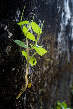 Yosun kaplı beton bir duvarda büyüyen küçük yeşil bir bitkinin yakın plan çekimi..
