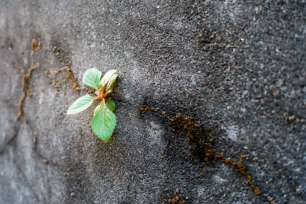 Primo Piano Una Piccola Pianta Verde Che Cresce Muro Cemento — Foto Stock