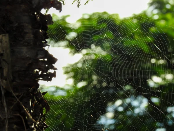 거미의 거미줄을 가까이 나무와 — 스톡 사진