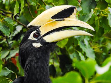 Ormanda ağaçlardan tohum yiyen Anthracoceros albirostris adlı oryantal boynuz gagasının yakın plan bir görüntüsü. Bu türün diğer iki yaygın ismi ise Sunda pied ve Malezya fareli boynuz gagası..