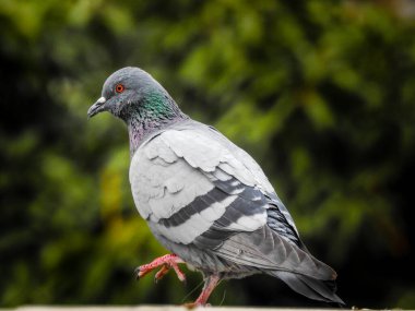 Bir güvercin yürüyor. Ev güvercini. Columbidae güvercinler ve güvercinlerden oluşan bir kuş familyasıdır. Kolumbiformes tarikatındaki tek aile..