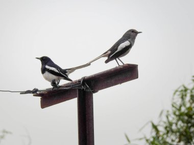 Doğulu magpie-robin (Copsychus saularis) çifti bir direğin üzerinde oturuyor.