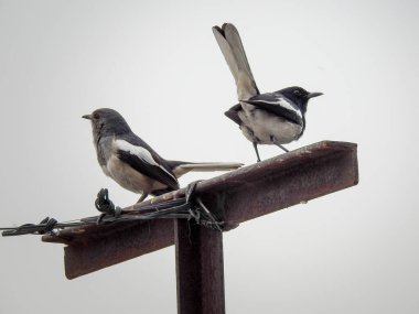 Doğulu magpie-robin (Copsychus saularis) çifti bir direğin üzerinde oturuyor.
