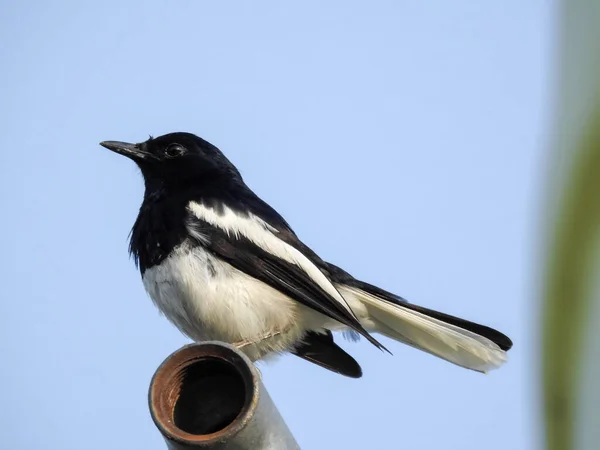 Ανατολίτικο Κίσσα Robin Copsychus Saularis Είναι Ένα Μικρό Μικρόπουλων Πουλί — Φωτογραφία Αρχείου