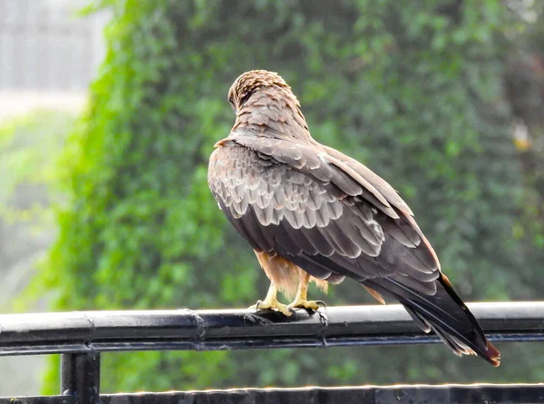 A close up shot of the blacck kite from behind. The black kite (Milvus migrans) is a medium-sized bird of prey in the family Accipitridae, which also includes many other diurnal raptors.