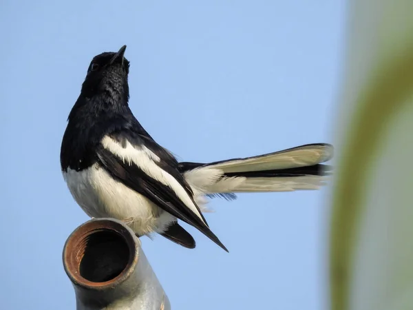 Eskiden Turdidae ardıç kuşu ailesinin bir üyesi olarak sınıflandırılır, ama şimdi bir eski dünya sinekkapan olarak küçük ötücü kuş oryantal Saksağan-robin (Copsychus saularis) olduğunu.