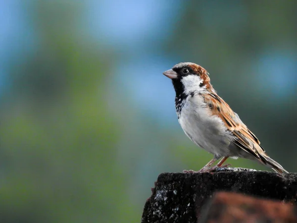 Gorrión Casa Masculino Los Gorriones Son Una Familia Pequeñas Aves — Foto de Stock