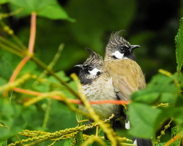 Eine Nahaufnahme Von Gelb Belüfteten Bulbul Paar Der Gelbbelüftete Bulbul — Stockfoto