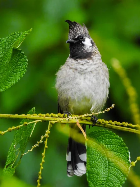 Tiro Perto Bulbul Amarelo Ventilado Pycnonotus Goiavier Sentado Ramo Floresta — Fotografia de Stock