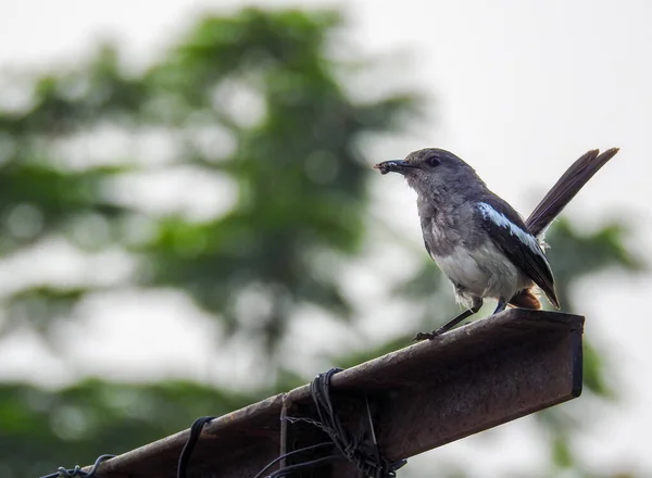 Hermosa Hembra Oriental Magpie Robin Poste Hierro Con Insecto Pico — Foto de Stock