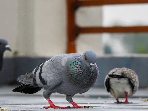 비둘기 마리가 음식을 떠났습니다 House Pigeon Columbidae 비둘기와 비둘기로 이루어진 — 스톡 사진