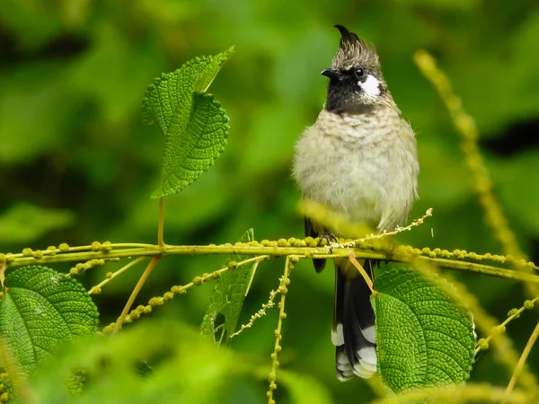 나뭇가지에 Pycnonotus Goiavier — 스톡 사진