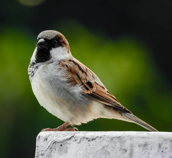 Gorrión Casa Masculino Los Gorriones Son Una Familia Pequeñas Aves — Foto de Stock