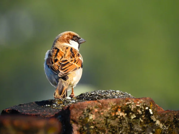Sparrows 지나가는 일종이다 구세계 참새로 도알려져 있으며 속하는 — 스톡 사진