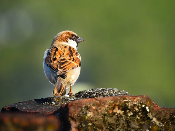 Gorrión Casa Masculino Los Gorriones Son Una Familia Pequeñas Aves — Foto de Stock