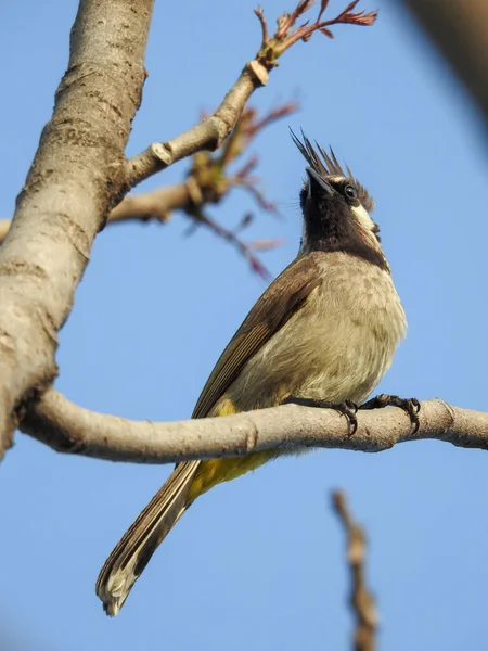 나뭇가지에 Pycnonotus Goiavier — 스톡 사진