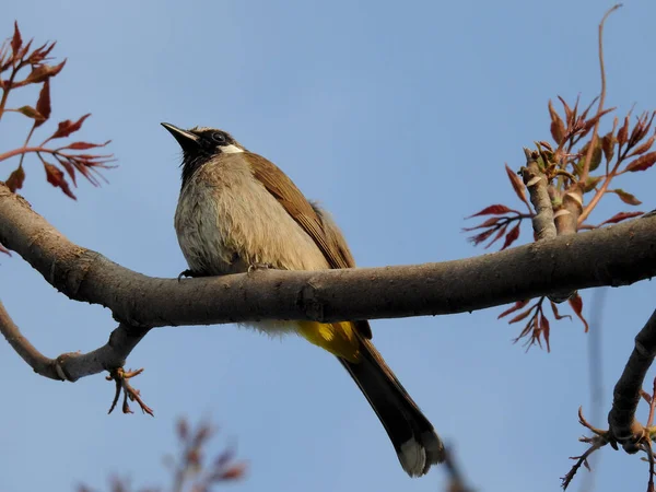 Primo Piano Bulbul Sfiato Giallo Pycnonotus Goiavier Seduto Ramo Della — Foto Stock