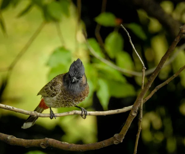 Close Shot Red Vented Bulbul Pycnonotus Cafer Sitting Branch Forest — Stock Photo, Image