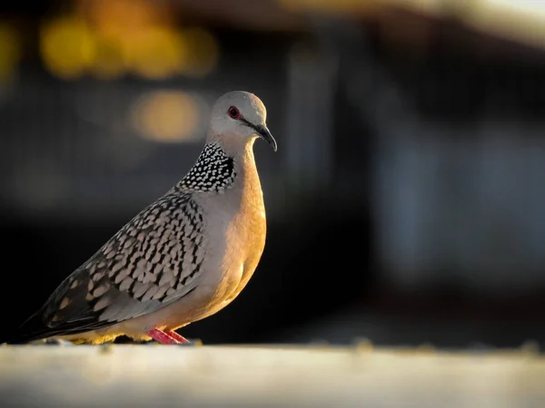 얼룩무늬 비둘기 Spilopelia Chinensis 꼬리를 인도아 대륙의 비둘기이다 — 스톡 사진