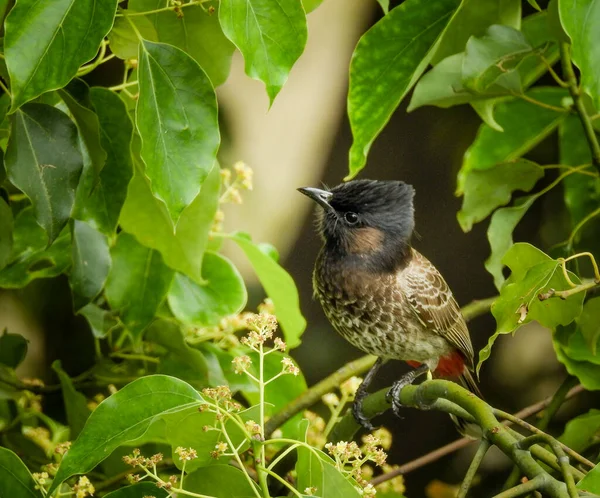 Κοντινό Πλάνο Ενός Κόκκινου Αεριζόμενου Bulbul Pycnonotus Cafer Που Κάθεται — Φωτογραφία Αρχείου