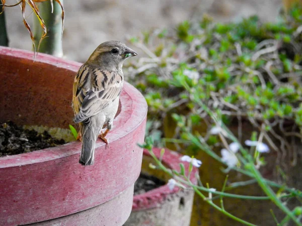 Kadın Bir House Serçesi Serçeler Yoldan Geçen Küçük Kuşlardan Oluşan — Stok fotoğraf