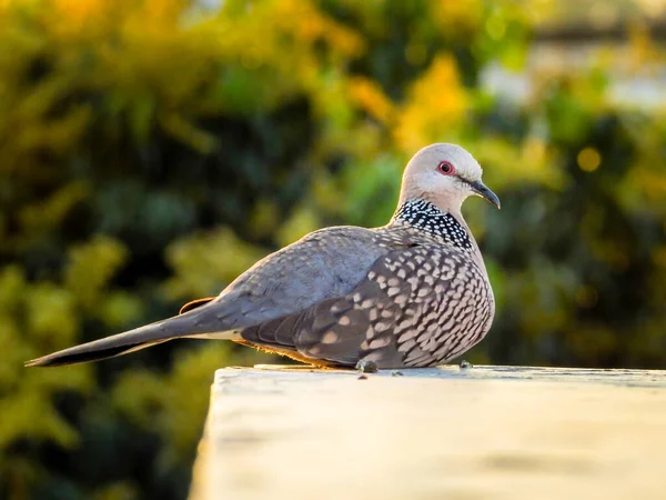 Spotted Dove Spilopelia Chinensis Small Somewhat Long Tailed Pigeon Indian — Stock Photo, Image