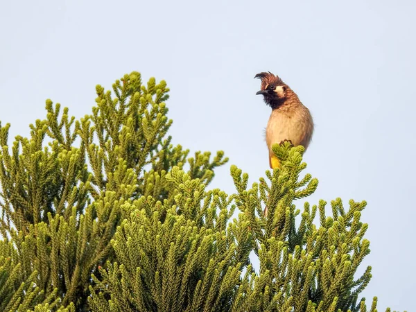 Plano Cerca Bulbul Ventilado Amarillo Pycnonotus Goiavier Sentado Una Rama — Foto de Stock