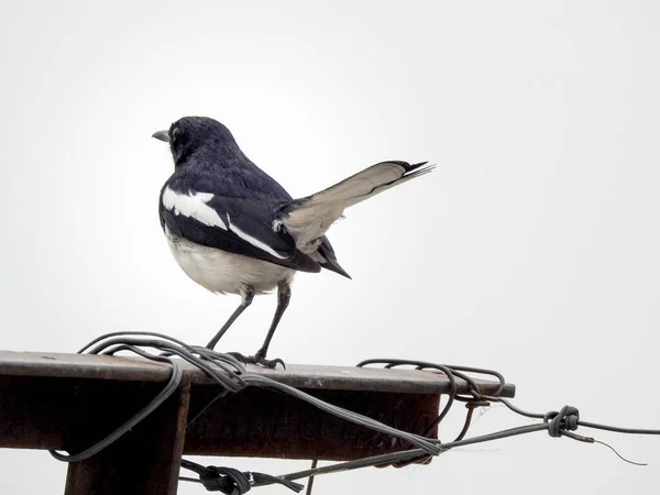 Copsychus Saularis Turdidae 아구창 가족의 원으로 되었지만 이제는 Passerine — 스톡 사진