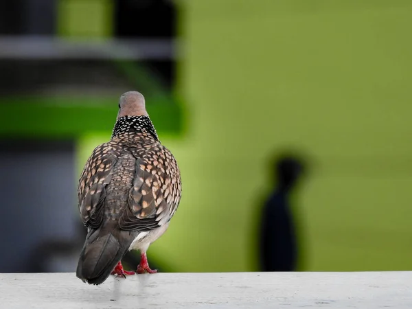 Gołąb Plamisty Spilopelia Chinensis Mały Nieco Długoogonowy Gołąb Subkontynentu Indyjskiego — Zdjęcie stockowe