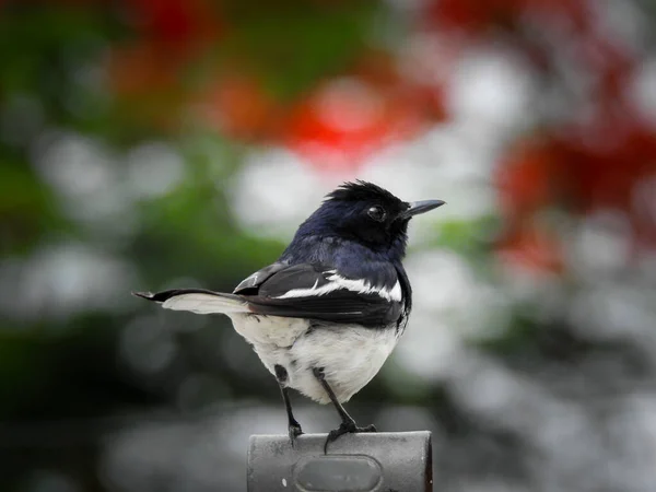 Copsychus Saularis Turdidae 아구창 가족의 원으로 되었지만 이제는 Passerine — 스톡 사진