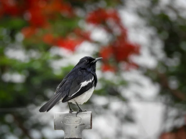 Copsychus Saularis Turdidae 아구창 가족의 원으로 되었지만 이제는 Passerine — 스톡 사진