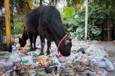 Uttarakhand, INDIA - 25 Mart 2022: Plastik dolu çöp yiyen inekler ve yol kenarına atılan diğer zehirli atıklar.