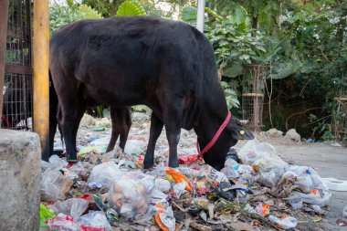 Uttarakhand, INDIA - 25 Mart 2022: Plastik dolu çöp yiyen inekler ve yol kenarına atılan diğer zehirli atıklar.